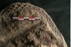 Foto (Detailansicht) von Lepidodendron aculeatum St. (NHMW-GEO-2024-0188-11019)